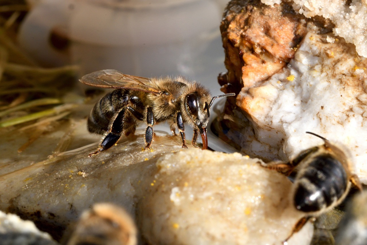Basics of Eco-Friendly Beekeeping for Beginners